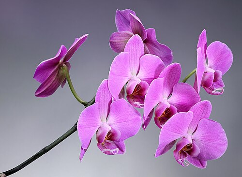 Orchids