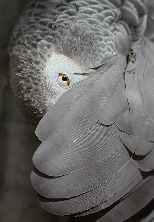 African Grey Parrot