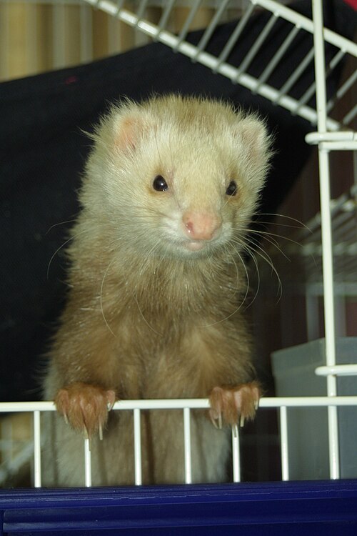 Angora Ferret