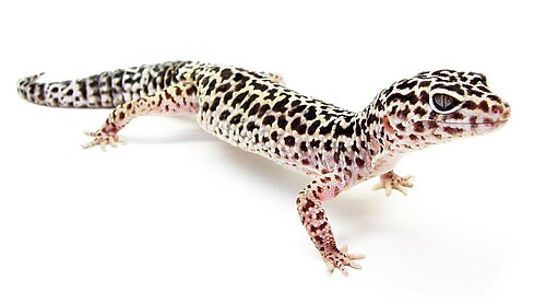 Leopard Gecko