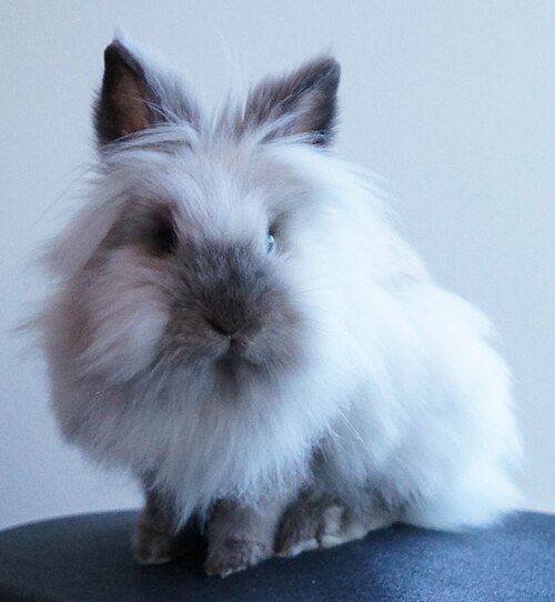 Lionhead