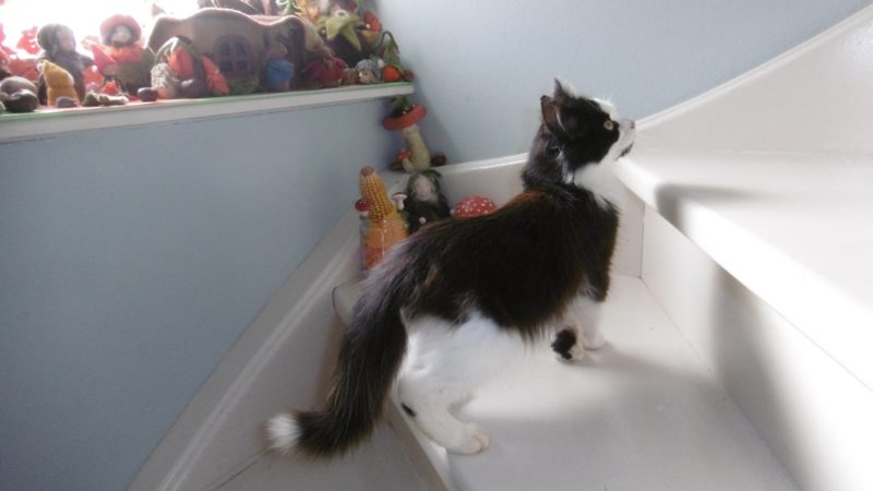 Norwegian Forest Cat