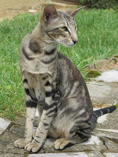 Oriental Shorthair