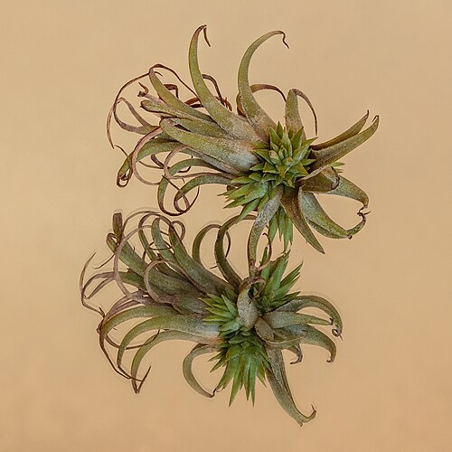 Tillandsia Ionantha