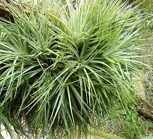 Tillandsia Stricta