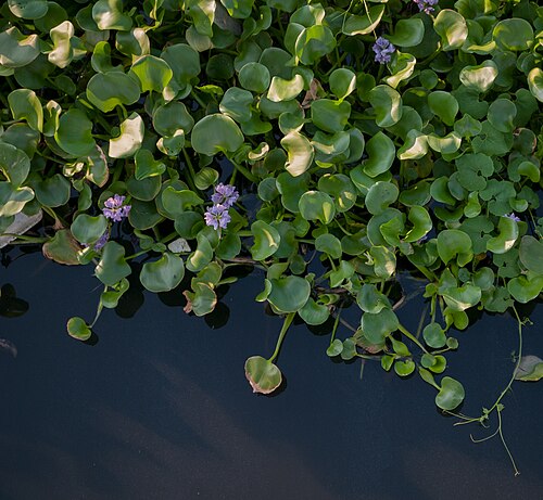 Water Hyacinth