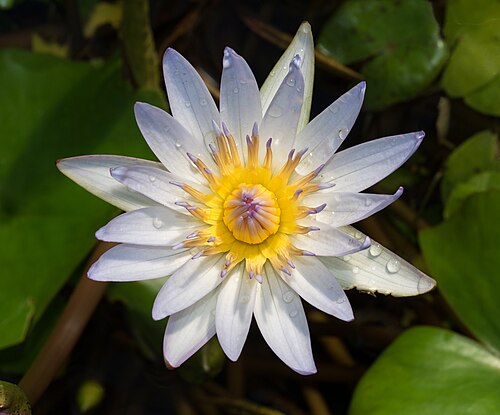 Water Lily