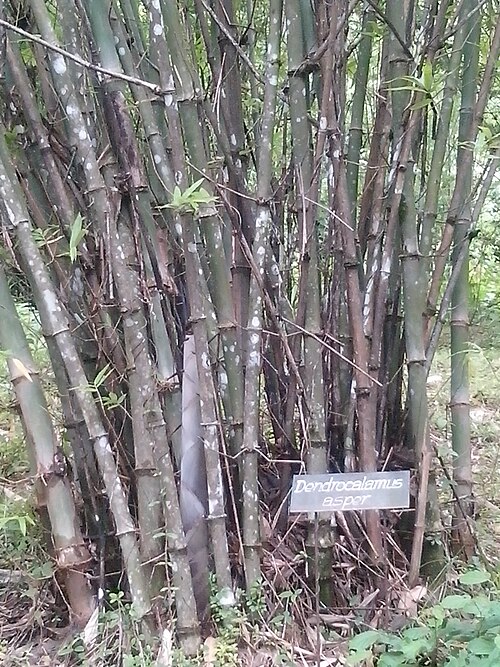 Giant Bamboo