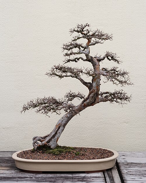 Chinese Elm Bonsai