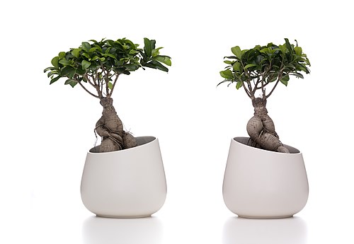 Ficus Bonsai