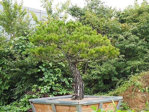 Pine Bonsai