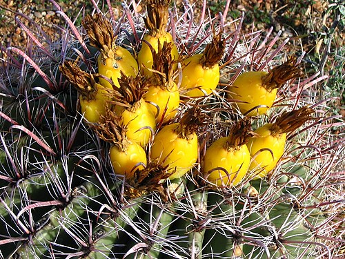 Barrel Cactus