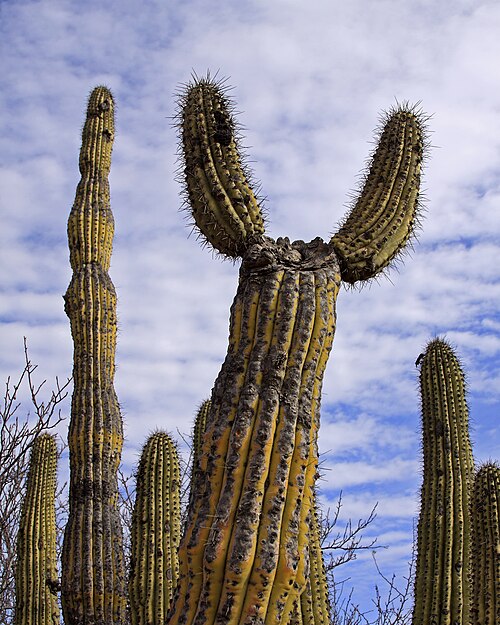 Organ Pipe Cactus