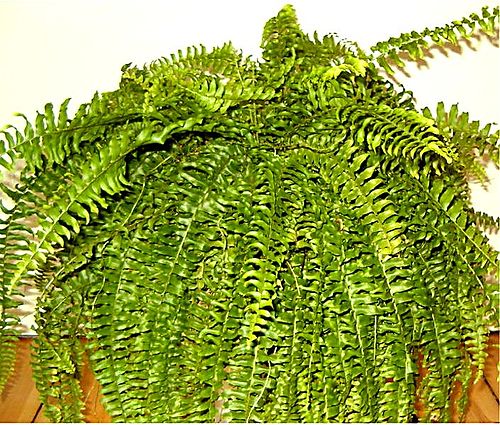 Boston Fern
