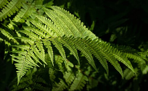 Lady Fern