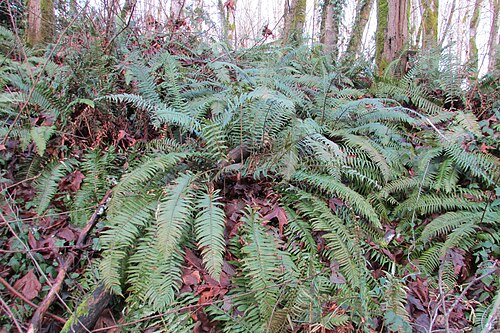 Sword Fern