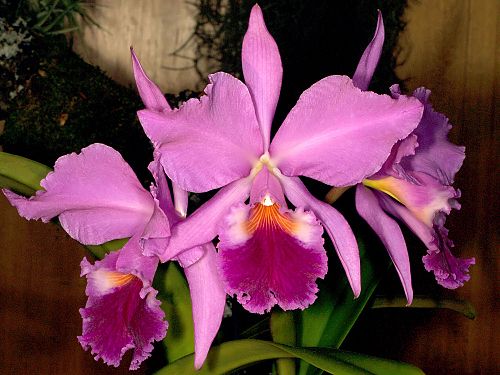 Cattleya