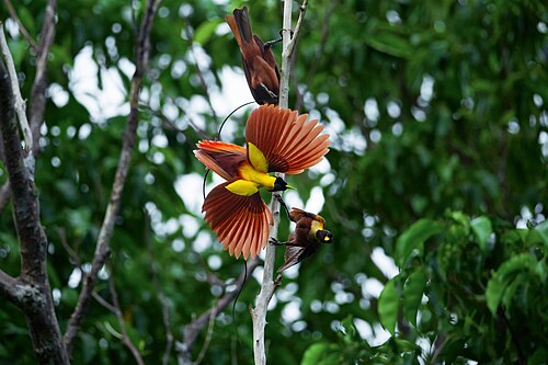 Bird of Paradise