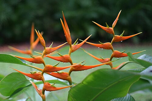 Heliconia