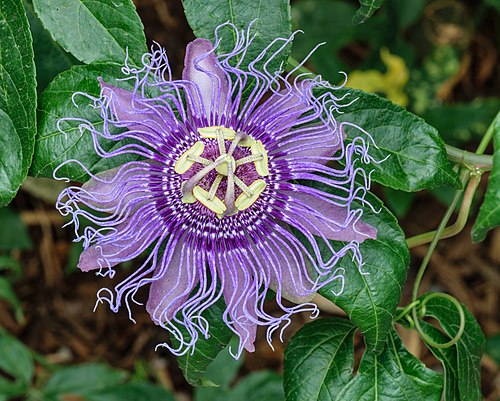 Passionflower