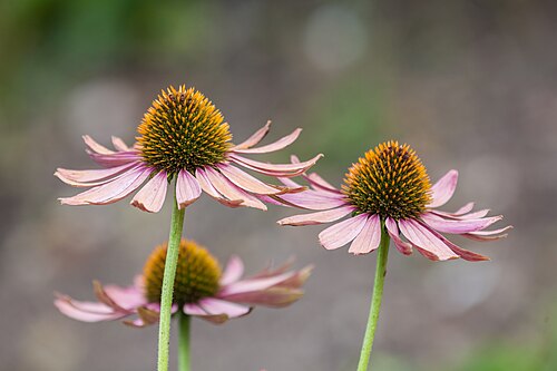 Purple Coneflower