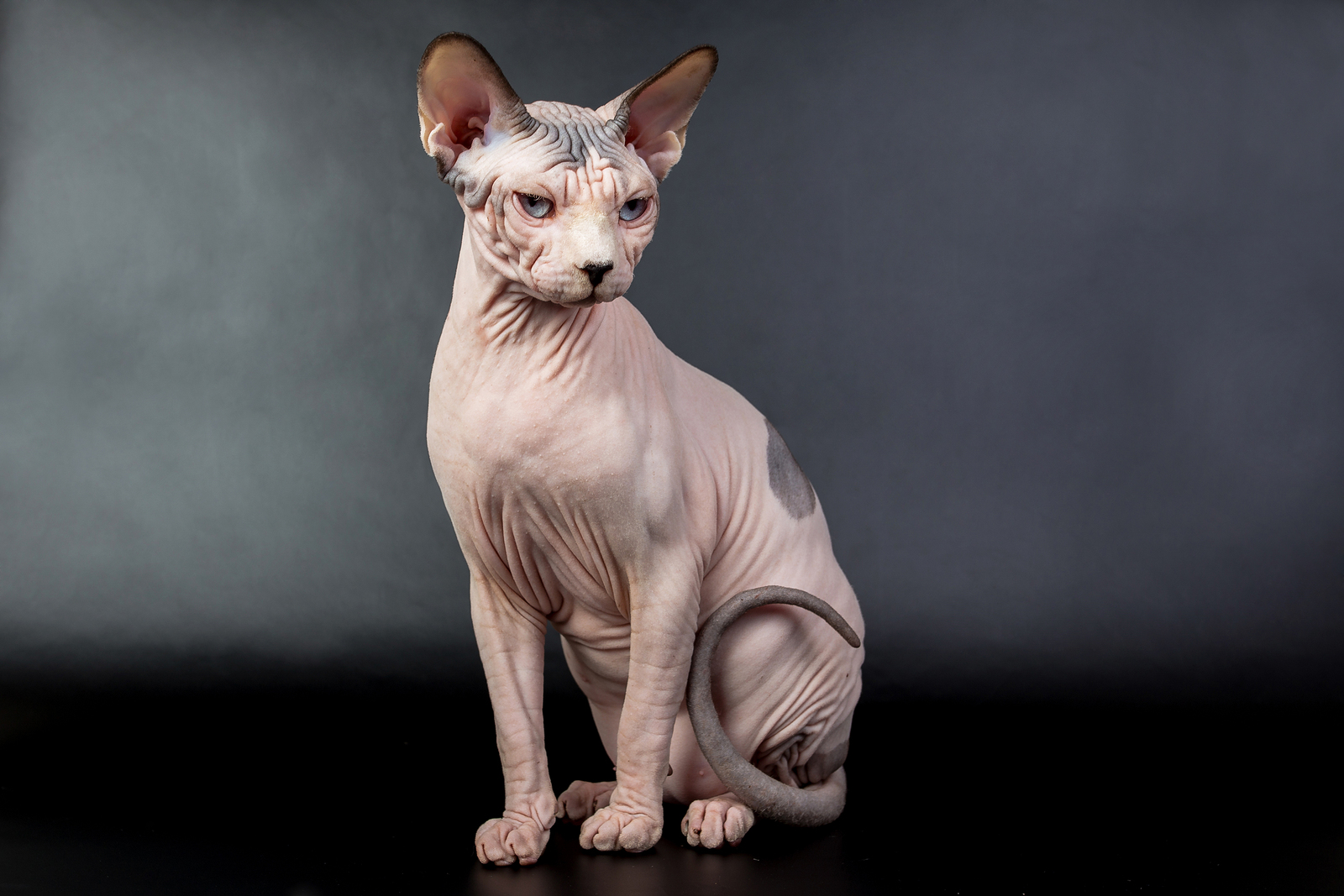 Sphynx