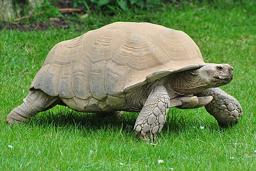 Sulcata Tortoise