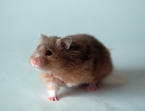 Syrian Hamster